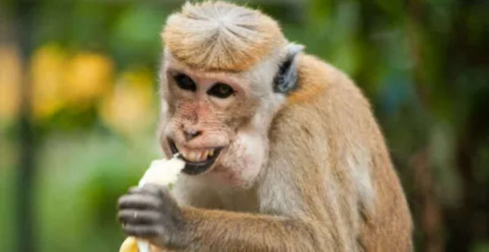 Sirohi बंदरों को खाद्य सामग्री डालने पर वसूला 7 हजार जुर्माना