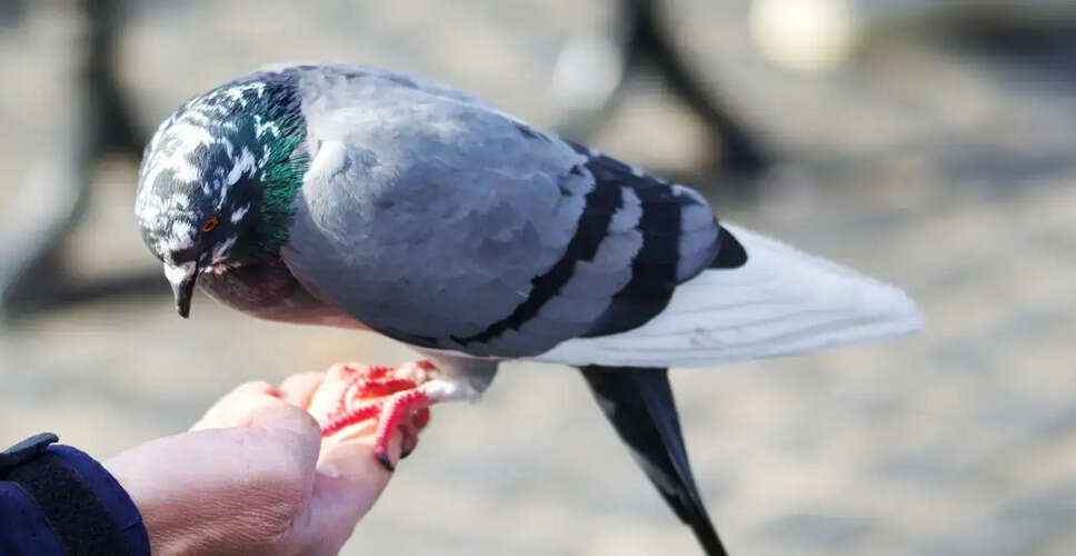 छात्रसंघ चुनाव के लिए कबूतर बना &lsquo;संदेशवाहक&rsquo;! NSUI ने सरकार तक पहुंचाई मांग, किया अनोखा विरोध