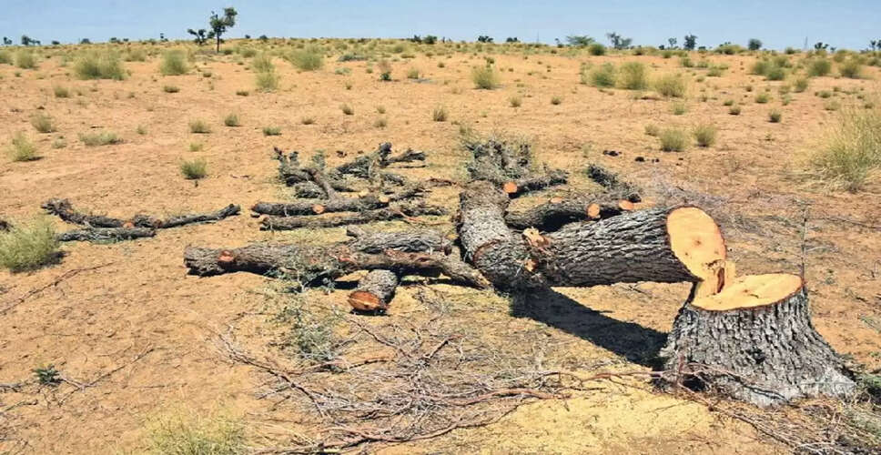 सोलर प्लांटों के लिए खेजड़ी काटे जाने का मुद्दा उठते ही कलेक्टर ने कहा- यह एजेंडे में नहीं