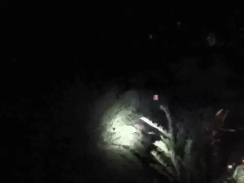 रणथंभौर का टाइगर RBT-2407 गांव पहुंचा, ग्रामीणों में दहशत