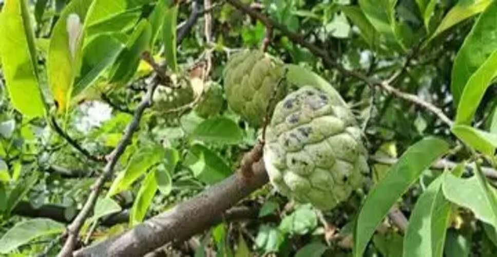 Chittorgarh&nbsp;सीताफल पर मौसम का असर, बाजार से गायब हो गए सर्दियों के ड्राई फ्रूट्स