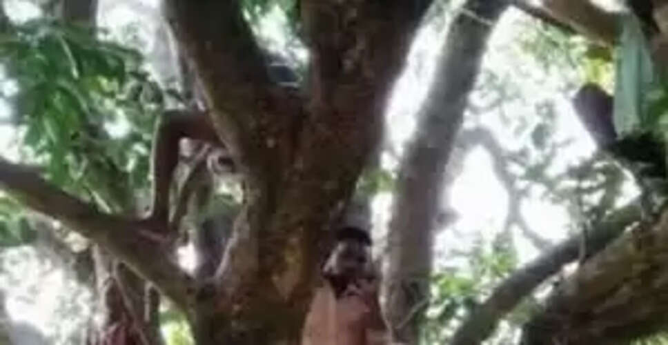 वाह रे डिजिटल इंडिया: राजस्थान में पेड़ पर चढ़कर मोबाइल से बात करते हैं लोग, नेटवर्क की समस्या बनी मुसीबत