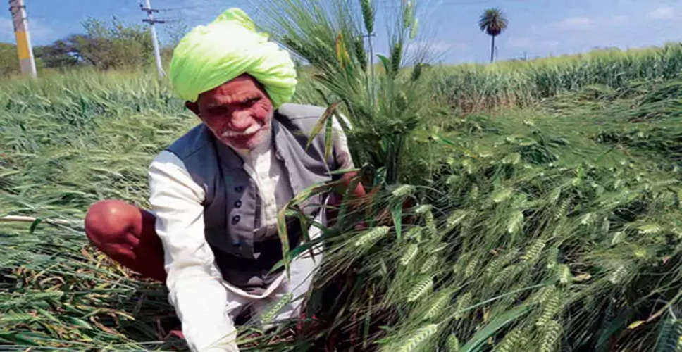 Nagaur मौसम में बदलाव के कारण डरने लगे किसान, बारिश से ईसबगोल, जीरे पर संकट