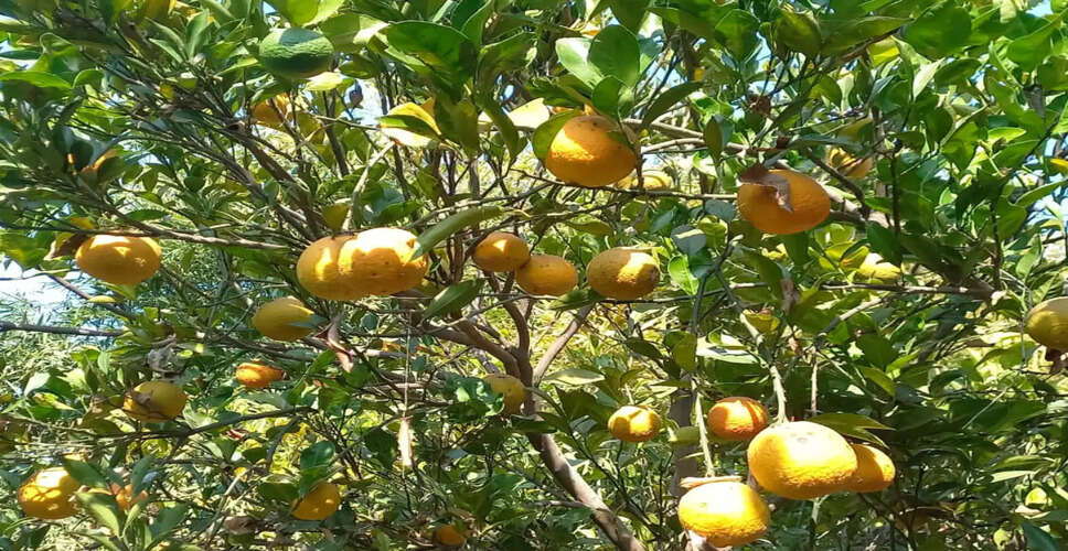 Alwar&nbsp;दुर्लभ बिजौरा नींबू के पेड़ घट रहे, औषधि में होता है उपयोग