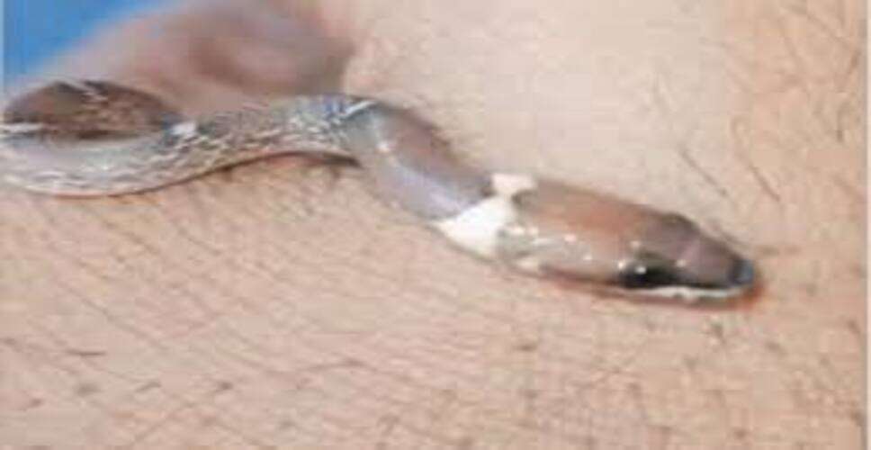 राजस्थान के चित्तौड़गढ़ जिले के पास स्थित बिलियां गांव में सोमवार को उस समय हड़कंप मच गया जब जमुनालाल भील के घर के बाहर एक पुरानी जाल में एक सांप बुरी तरह फंसा हुआ पाया गया। सांप को देखकर पूरे इलाके में दहशत का माहौल बन गया और लोग डर के कारण अपने-अपने घरों से बाहर निकल आए।  जानकारी के अनुसार, सुबह के समय घर के बाहर रखी पुरानी जाल के पास ग्रामीणों ने सांप को फंसा हुआ देखा। जैसे ही इसकी जानकारी आसपास के लोगों को हुई, बड़ी संख्या में लोग मौके पर जमा हो गए। सांप को जाल में फंसा देखकर लोग काफी घबरा गए और किसी अनहोनी की आशंका से सतर्क हो गए।  ग्रामीणों ने तुरंत सावधानी बरतते हुए स्थिति को नियंत्रित करने का प्रयास किया और वन विभाग या सर्पमित्रों को सूचना देने की बात कही। हालांकि, तब तक मौके पर भीड़ जमा हो चुकी थी और पूरे इलाके में अफरा-तफरी का माहौल बन गया।  स्थानीय लोगों का कहना है कि बारिश के मौसम में इस तरह के सांप अक्सर आबादी वाले क्षेत्रों में निकल आते हैं, जिससे ग्रामीणों को खतरा बना रहता है। इस घटना के बाद लोगों ने प्रशासन से गांव में नियमित सफाई और जागरूकता अभियान चलाने की मांग की है।  फिलहाल ग्रामीणों की सतर्कता के चलते स्थिति पर नजर रखी जा रही है और सांप को सुरक्षित तरीके से हटाने के प्रयास किए जा रहे हैं। इस घटना के बाद गांव में कुछ समय के लिए भय और असहजता का माहौल बना रहा।