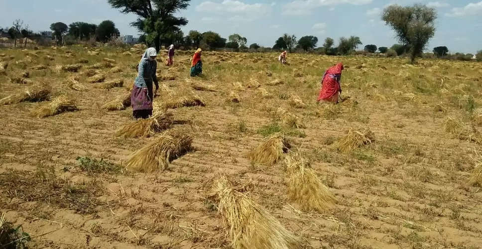 Nagaur फसलों पर मानसून की मार, मौसम खराब होने से पहले कटाई शुरू