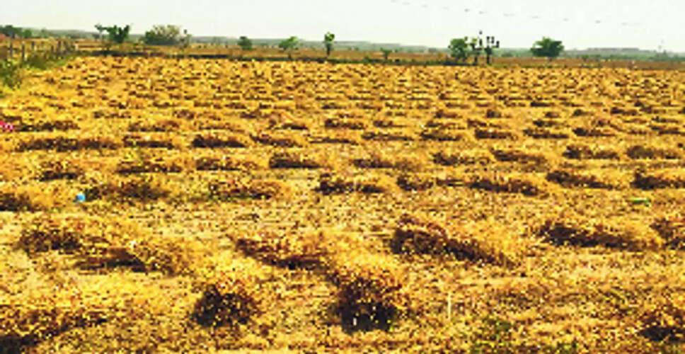 Jhunjhunu&nbsp;ऑनलाइन गिरदावरी ने बढ़ाई पटवारियों की परेशानी, लोकेशन एरिया घटा