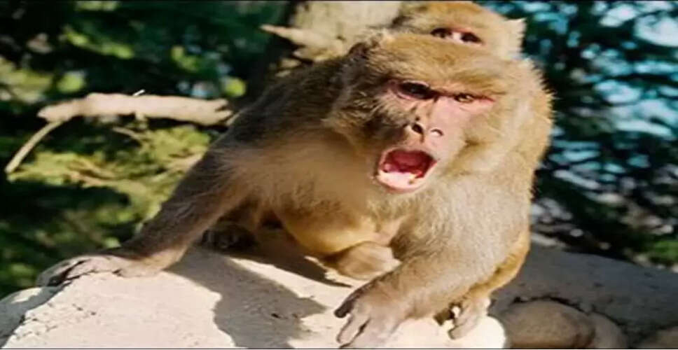 राजधानी&nbsp;जयपुर में बंदरों का आतंक बेलगाम!&nbsp;शहर के बाद अब निगम पर बंदरों का कब्जा,&nbsp;चेयरमैन बोले- 2 महीने से टेंडर अटका