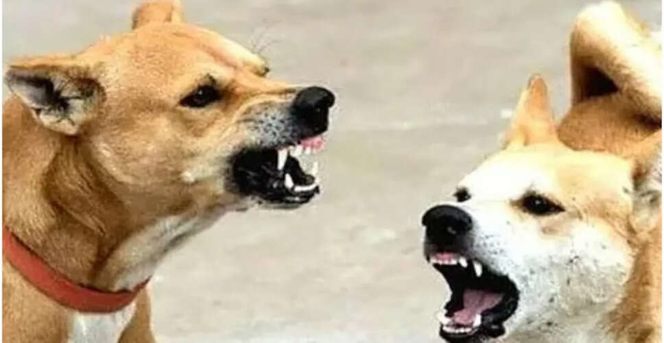 कुत्तों के बढ़ते हमलों से दहशत में राजस्थान! सालाना 4 लाख और&nbsp;हर दिन औसतन 1100 केस,&nbsp;वैक्सीन की डिमांड 87 हजार पार