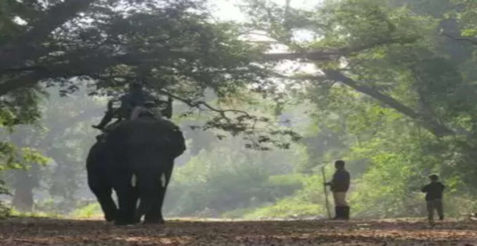 पेंच अभयारण्य: पांचवें दिन भी बाघिन को ट्रेंकुलाइज करने में नाकामी, सर्च ऑपरेशन जारी रहेगा