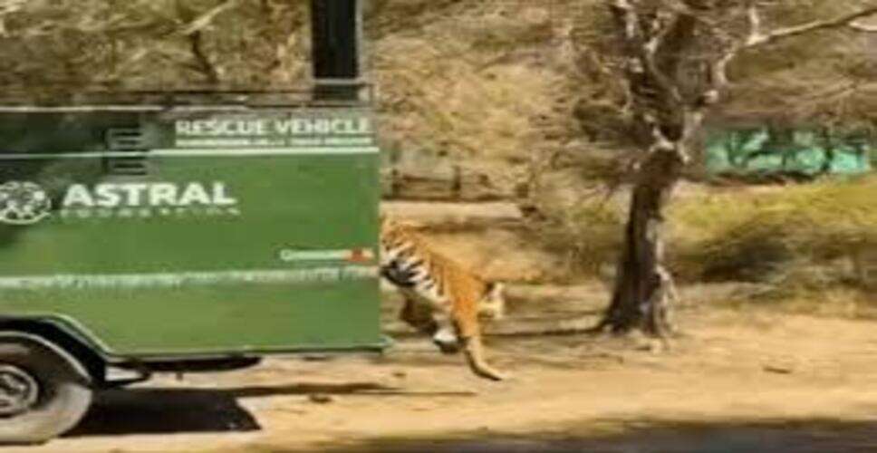 : बाघिन MT-7 को खुले जंगल में छोड़ा गया, 21 हेक्टेयर एनक्लोजर से मिली आज़ादी