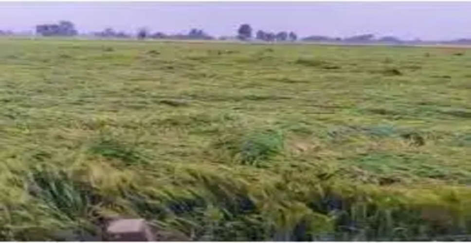 Alwar पश्चिमी विक्षोभ के प्रभाव से जिले में फिर बदला मौसम, किसान चिंतित