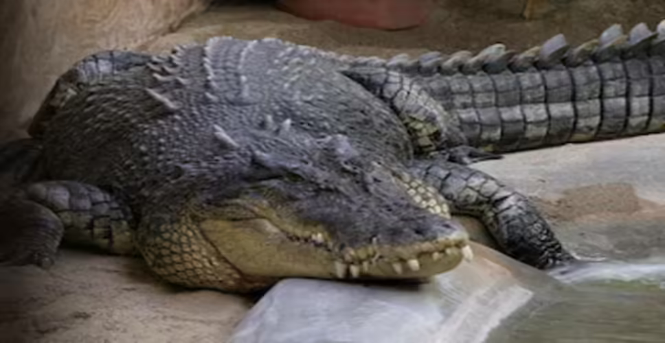 Kota में बनेगा प्रदेश का पहला क्रोकोडाइल पार्क, वीडियो में देखें  कैसे एक सागर से बना थार मरुस्थल