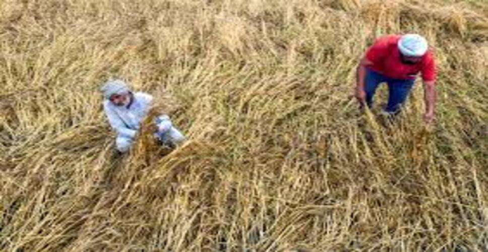 राजस्थान के किसानों को बड़ी राहत, गेहूं खरीद मानकों में मिली छूट