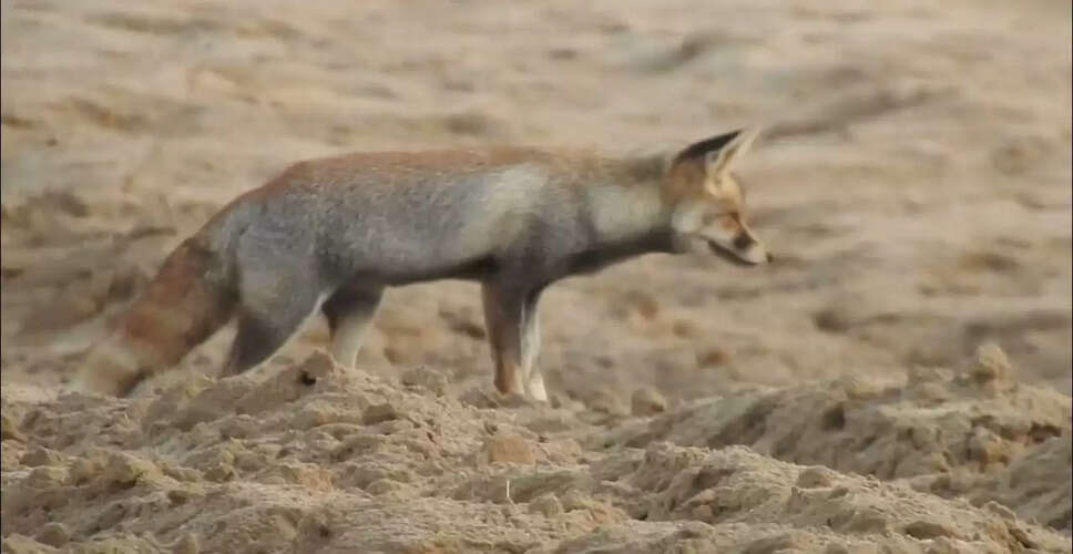 रेगिस्तानी लोमड़ी थार की चतुर शिकारी, वीडियो में देखें डेजर्ट नेशनल पार्क जैसलमेर की जानवर वनस्पति&nbsp;