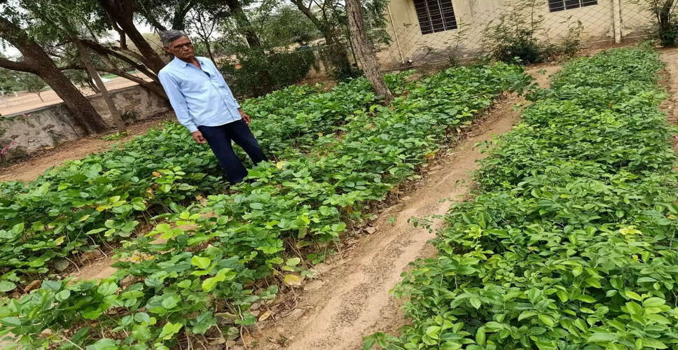 Nagaur&nbsp;में एक लाख पौधे किए तैयार, 22 हजार बांटे जाएंगे