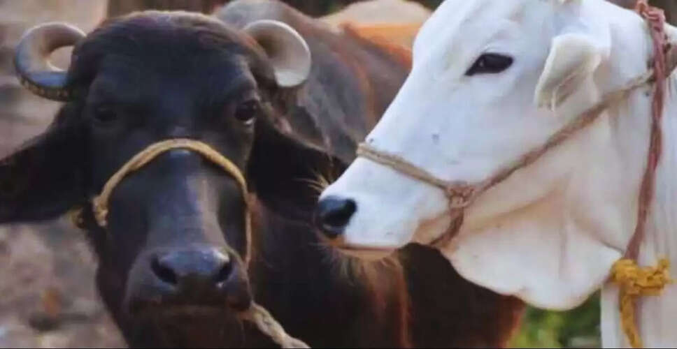 CIBIL स्कोर की चिंता छोड़ें! गाय-भैंस पालने पर मिल रहा ₹1 लाख का लोन, जाने कौन-कौन और कैसे कर सकते है आवेदन 