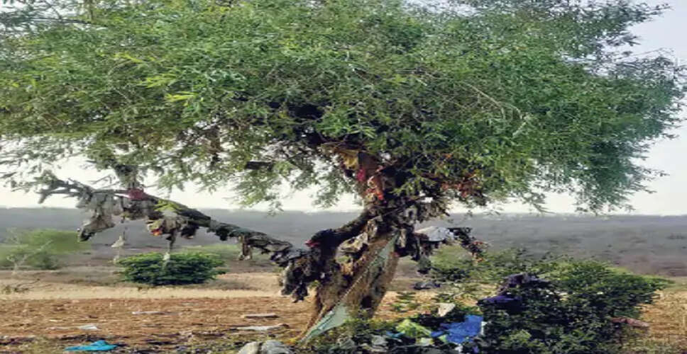 Dholpur की तीर्थराज मचकुंड की तलहटी में लगा ये टोने-टोटके वाला पेड़, इसमें फल नहीं, बीमार बच्चों के पुराने कपड़े लटके रहते हैं