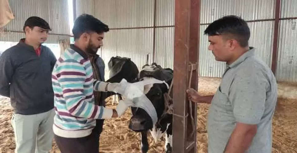 Sikar रोटरी क्लब ने गौ सेवकों को गायों के इलाज के लिए 100 किट दवाएं भेंट की
