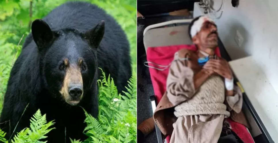 Jalore भालू के हमले में मां-बेटा घायल, अस्पताल में भर्ती  