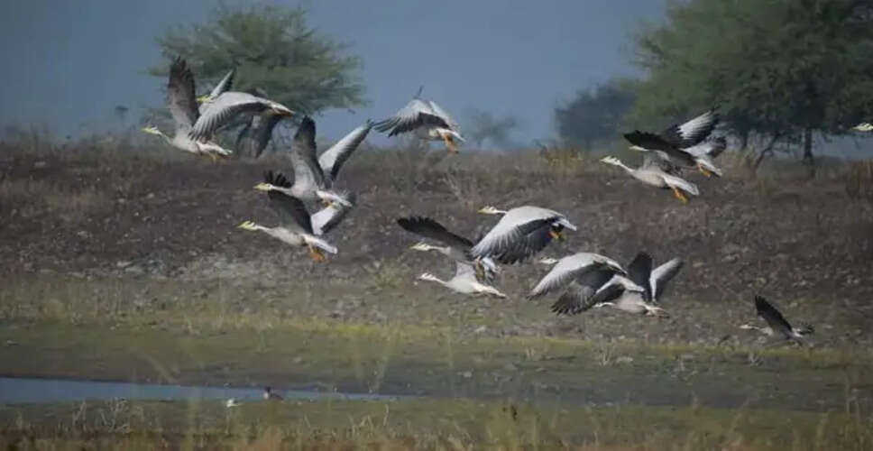 Jhalawar&nbsp;देशी-प्रवासी पक्षियों की गणना में जुटा वन विभाग, 2 फरवरी तक चलेगा काम