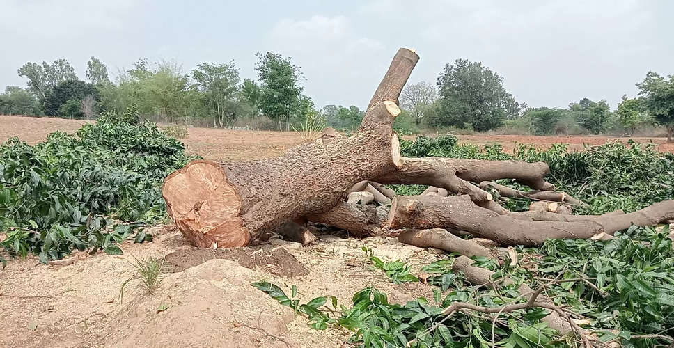 Banswara जिले में उप जिला प्रमुख ने नहर के लिए पेड़ों की कटाई पर जताई नाराजगी 
