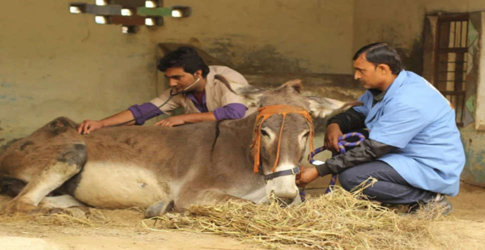 Jhunjhunu पशुओं के इलाज के लिए जिले में खुलेंगी 11 नई लैब