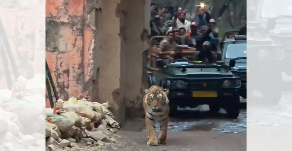 📰 रणथम्भौर में फिर दिखा टाइग्रेस सुल्ताना का शावक &lsquo;मलंग&rsquo;, श्रद्धालु सहमे