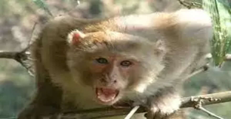 Ajmer में बंदरों को पकड़ने के 15 लाख मिलेंगे, एक बंदर के 1900 रुपए