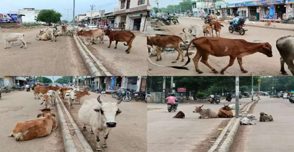 Banswara में 48 घंटे में 1452 गायें लंपि वायरस से संक्रमित