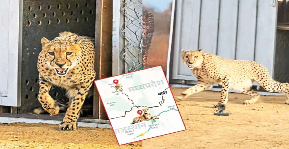 वन्यजीव संरक्षण की दिशा में राजस्थान का बड़ा कदम! चीतों के लिए बनेगा स्पेशल कॉरिडोर, ये 7 जिले होंगे शामिल