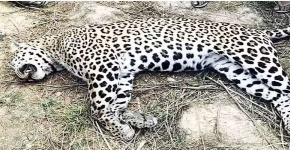 Barmer में सुनसान टांके में मिला मरा हुआ तेंदुआ