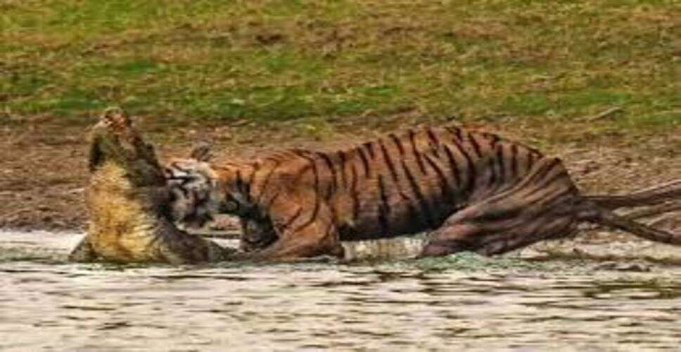 रणथंभौर में सफारी के दौरान टाइगर का रास्ता रोका गया, पर्यटक वाहनों से घिरा बाघ, वीडियो वायरल