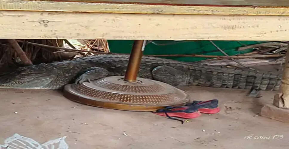 करौली में घर में घुसा मगरमच्छ, समय रहते बचा परिवार