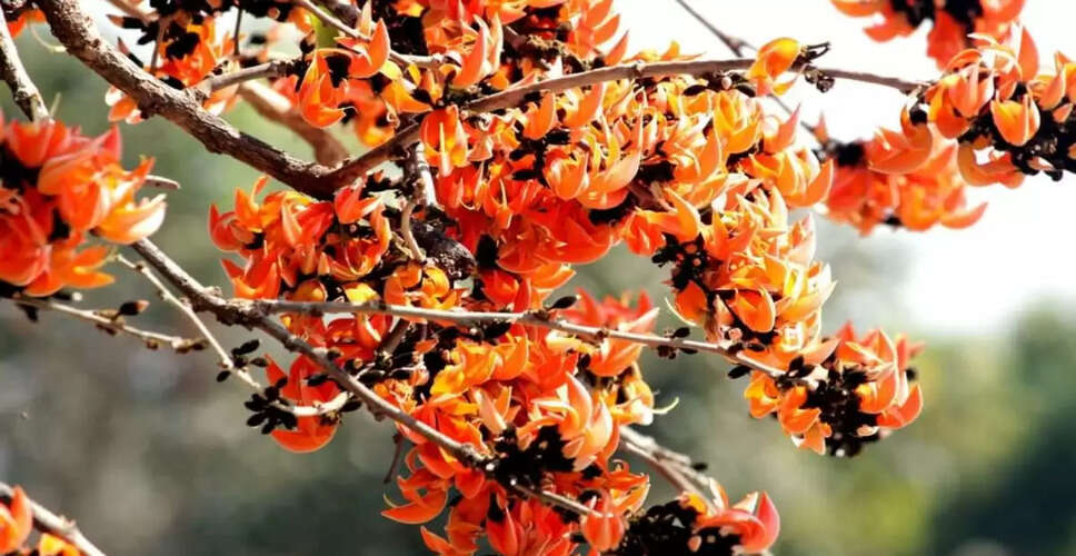 भरतपुर में बसंत ऋतु में खिलने वाले इन फूलों से मिलता है Holi के आगमन का संकेत, मिलते है ढेरों आयुर्वेदिक गुण&nbsp;