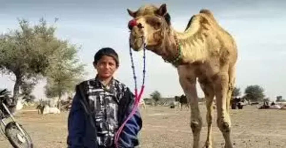 Nagaur&nbsp;&nbsp;श्री रामदेव पशु मेला आज से शुरू, देशभर से आएंगे पशुपालक