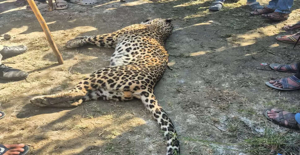 रणथंभौर के पास छाण गांव में मृत लेपर्ड मिलने से हड़कंप, वन विभाग ने की जांच शुरू