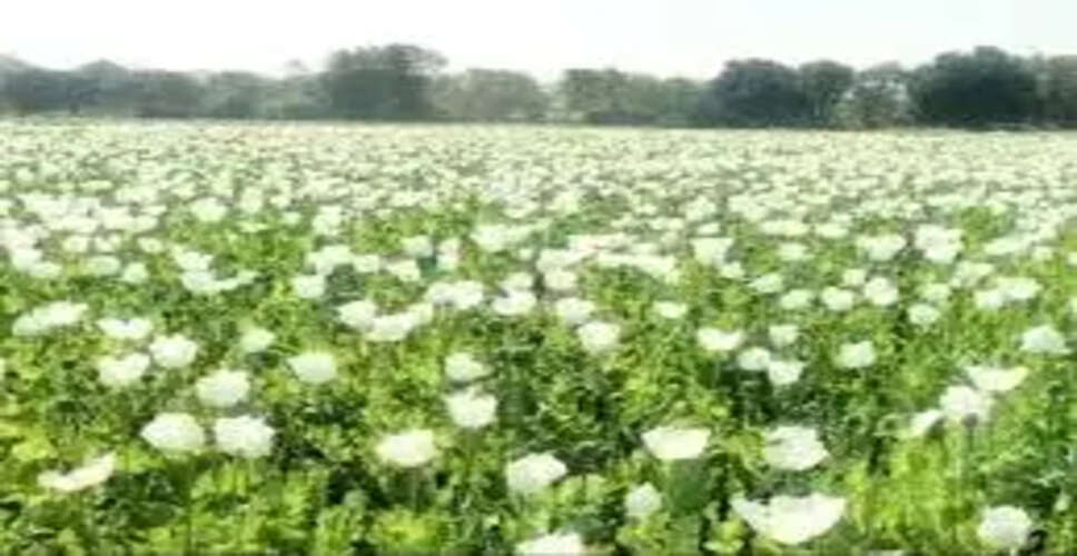 Jhalawar&nbsp;काले सोने की खेती में तेजी, किसान दिन-रात रख रहे कड़ी निगरानी