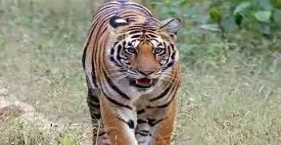 AI कैमरा और हाथी दल की मदद से बाघिन ट्रेस