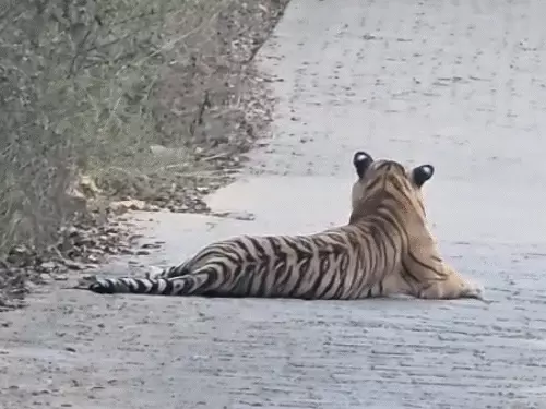 रणथंभौर में सड़क पर बैठा टाइगर &lsquo;मलंग&rsquo;, 2 घंटे तक थमा रहा ट्रैफिक, पर्यटकों में रोमांच