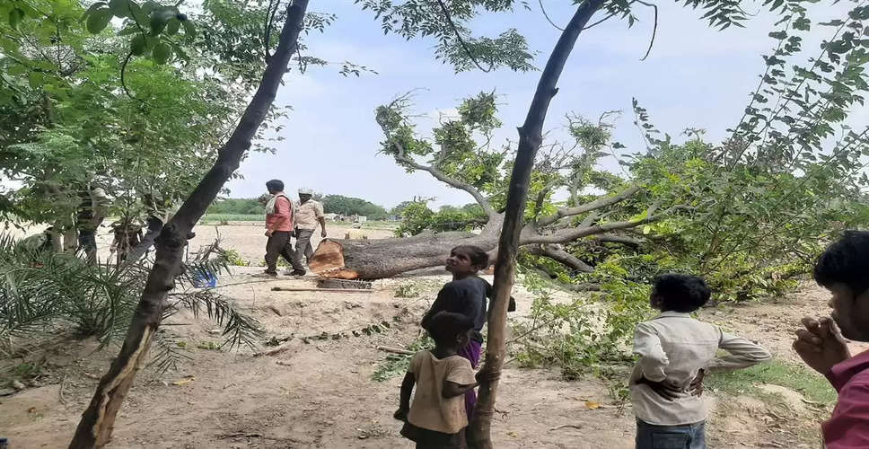Jaipur पीडब्ल्यूडी कर्मचारियों की मिलीभगत से काटे गए कीमती अलडू के पेड़