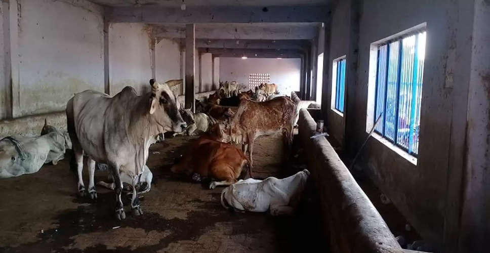 Pratapgarh 10 दिन में सबसे ज्यादा गायों की मौत, संक्रमण का आंकड़ा 11 हजार पार