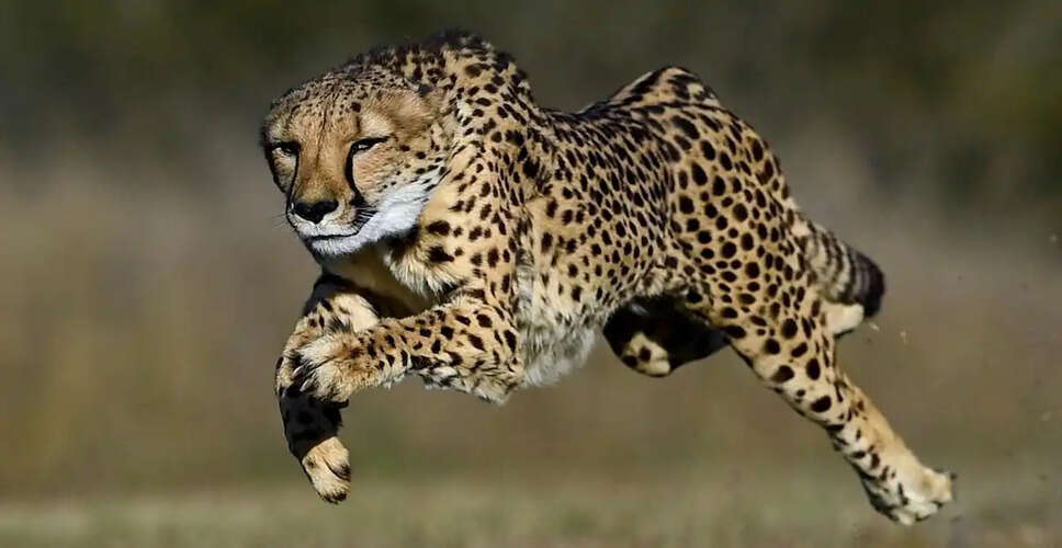 कूनो नेशनल पार्क के बाद अब ये अभ्यारण्य बनेगा चीतों का नया आशियाना, राजस्थान-मध्यप्रदेश चीता कॉरिडोर को मिलेह्गा नया आयाम&nbsp;