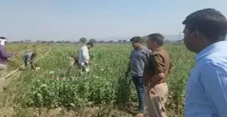 Jodhpur पालक-मेथी के खेत में उगाई अफीम,  एक आरोपी गिरफ्तार 