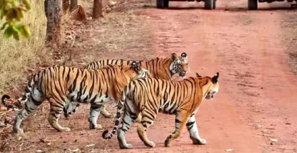 कुंभलगढ़ वाइल्डलाइफ सेंचुरी टाइगर रिजर्व बनने की दहलीज पर, NTCA की तकनीकी मंजूरी
