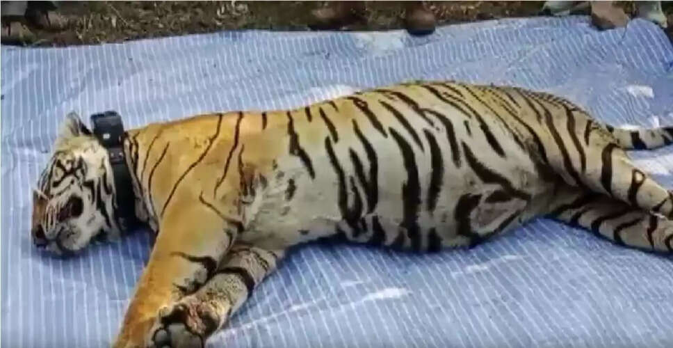 मुकंदरा हिल्स टाइगर रिजर्व में बाघिन एमटी-8 का सफल रेस्क्यू, टूटी फेंसिंग से बाहर निकलने के दो दिन बाद फिर एनक्लोजर में रिलीज
