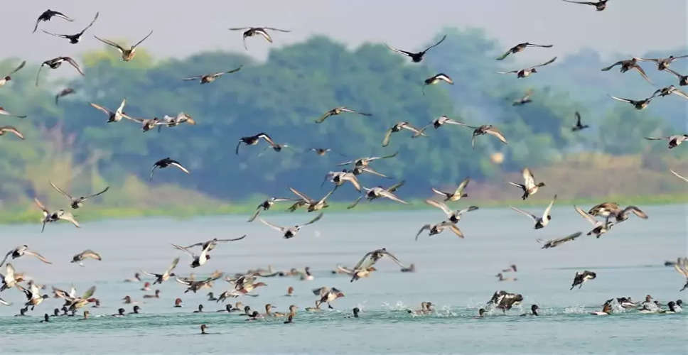 Bundi प्रवासी पक्षियों के आश्रय स्थल है हाड़ौती के वेटलेंड