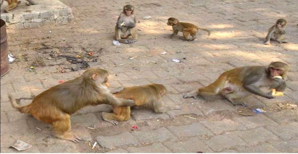 अलवर के पॉश इलाके में बंदरों और लंगूरों का आतंक, बच्ची पर हमला होने से दहशत