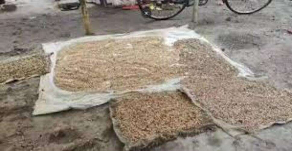 नागौर कृषि मंडी में बारिश का कहर, हजारों अनाज की बोरियां भीगीं, किसानों-व्यापारियों को नुकसान