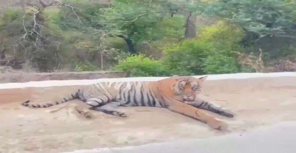 रणथंभौर त्रिनेत्र गणेश मंदिर मार्ग पर दिखा टाइगर &lsquo;मलंग&rsquo;, आधे घंटे तक सड़क पर करता रहा चहलकदमी